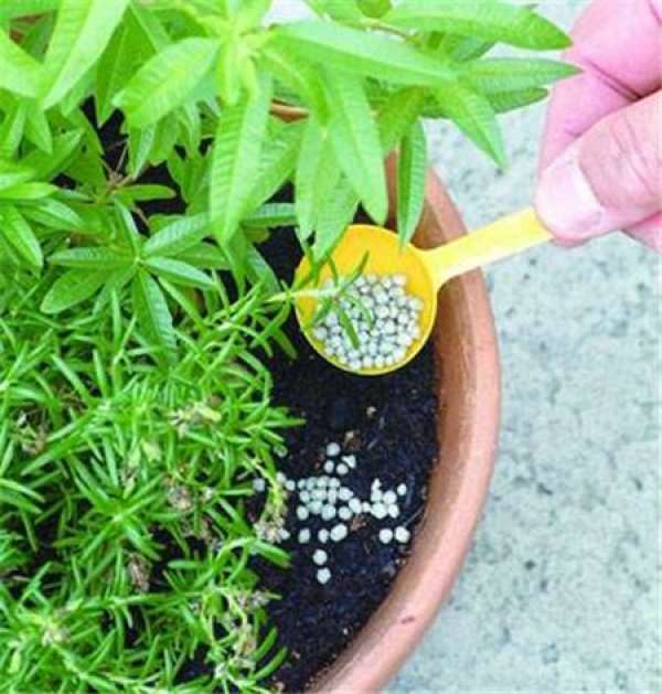 Brief Introduction of Base Fertilizer