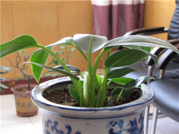 Application method of base fertilizer