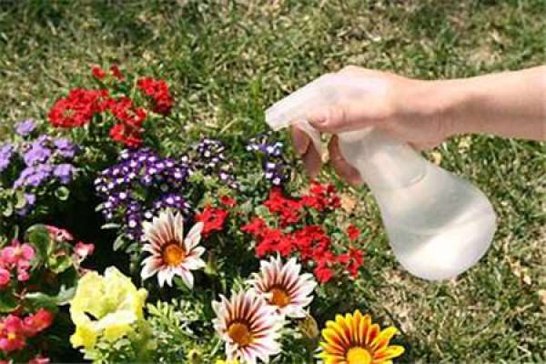 Brief Introduction of Foliar Fertilizer