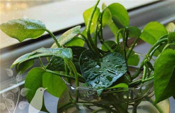 Points for Attention in Application of Foliar Fertilizer