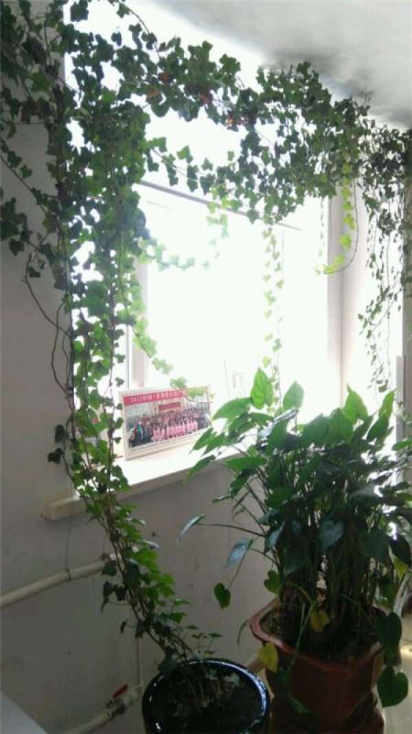 Ivy