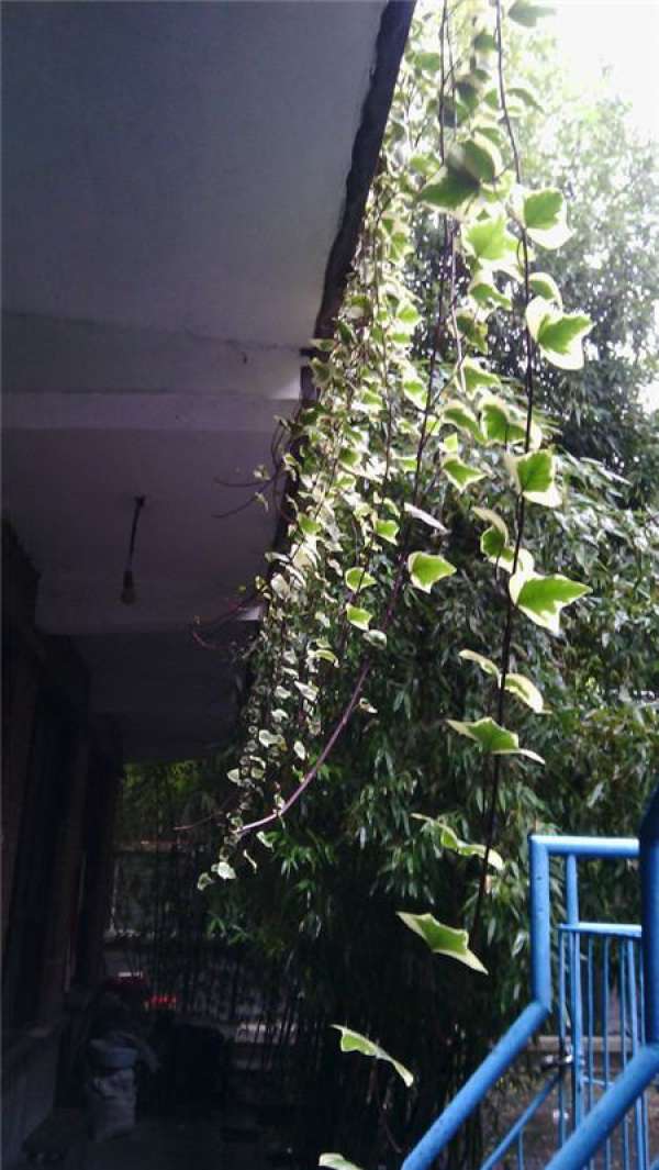 Ivy
