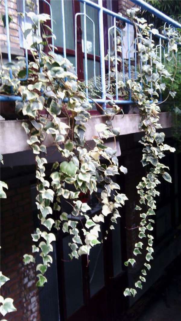 Ivy