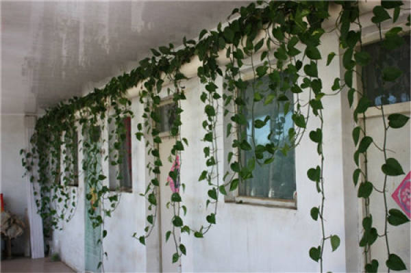 Ivy