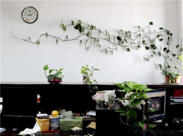 Ivy