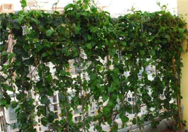 Rattan Sanqi.