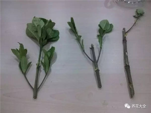 Branch