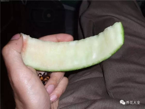 Watermelon flower fertilizer