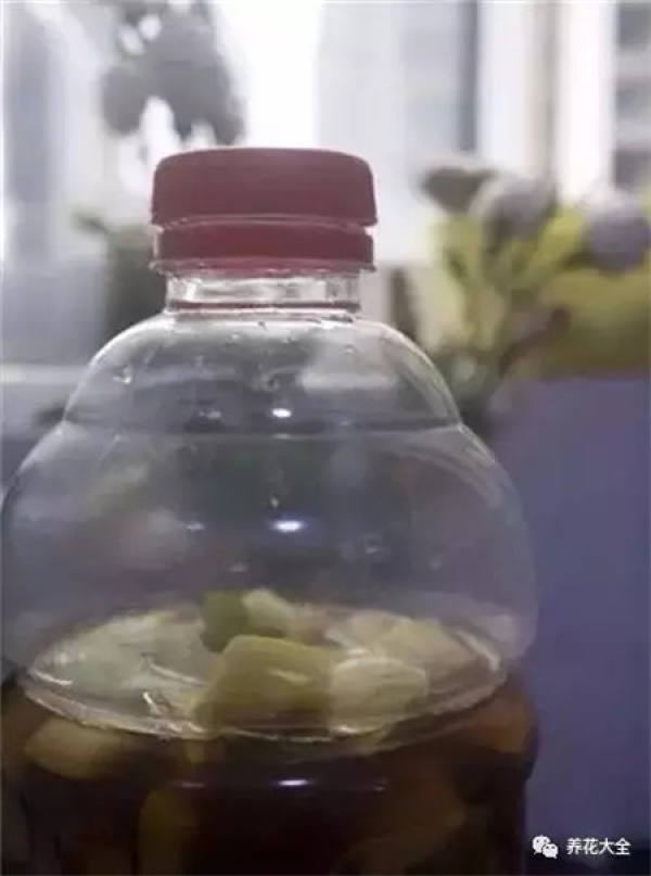 Watermelon flower fertilizer