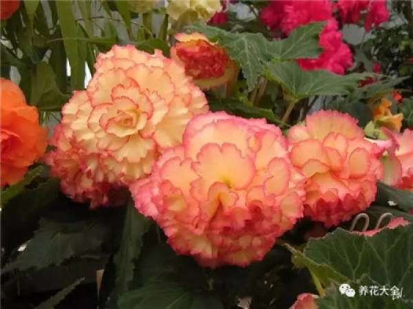 Watering flowers with watermelon peel