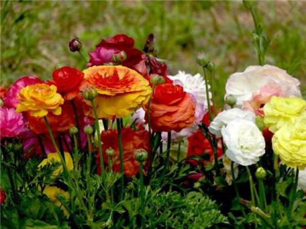 Fertilization method of liquid fertilizer