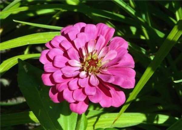 Potassium deficiency in plants