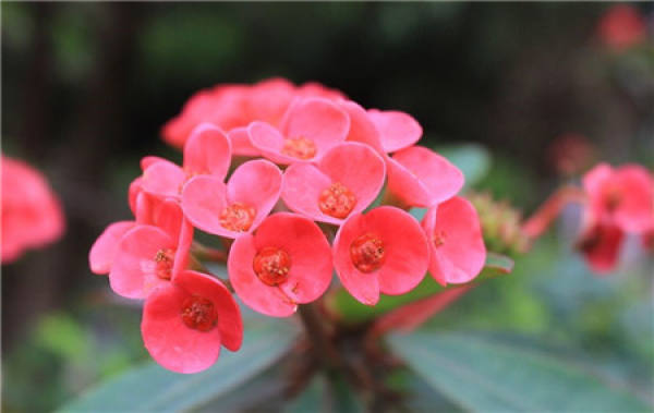 Apply fertilizer according to the principle of physiological balance of flowers