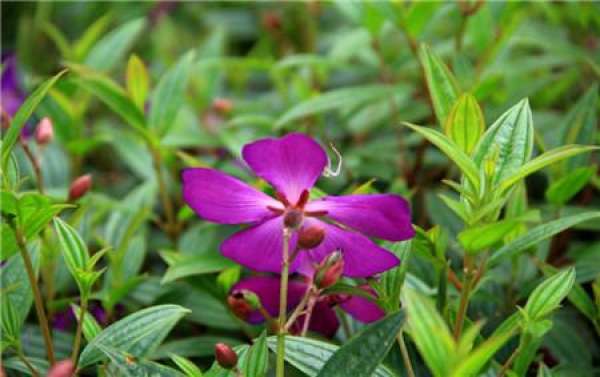 Fertilization according to different growth and development periods of flowers
