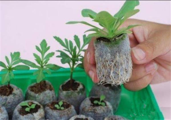 Seedling block using step 1