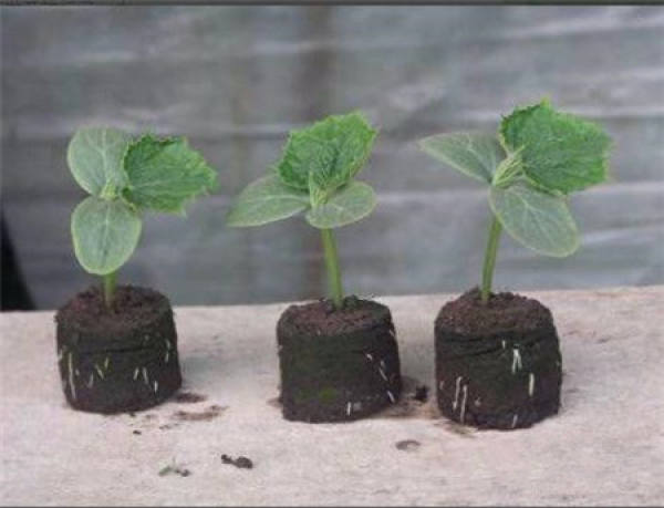 The fourth step for use that seedling block