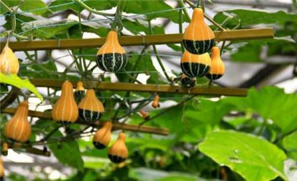 Variety Selection of Ornamental Pumpkin