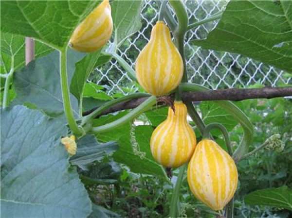 Ornamental pumpkin field planting