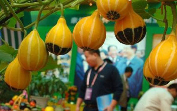 yuanyang pear