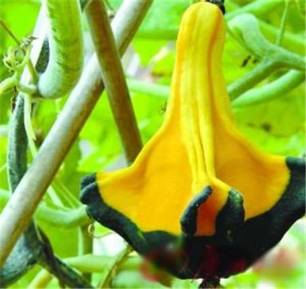 yuanyang pear