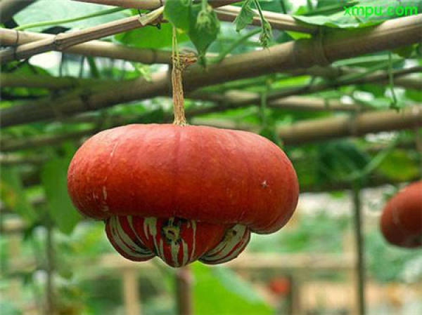 yuanyang pear