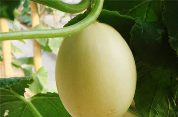 yuanyang pear