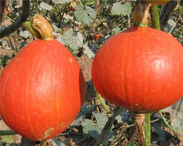 yuanyang pear