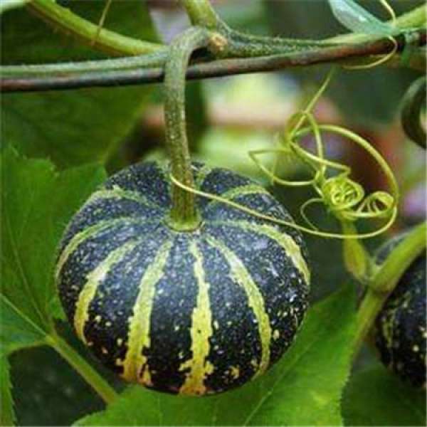 yuanyang pear