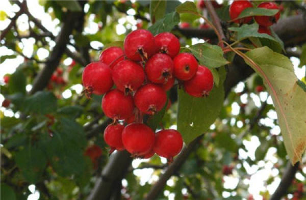 Main varieties of Chinese flowering crabapple