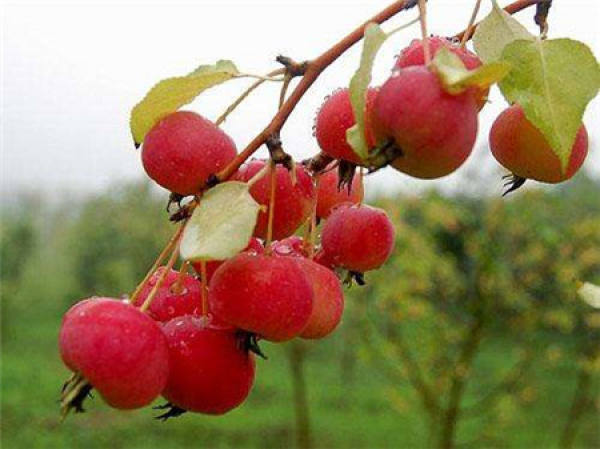 Eating method of Chinese flowering crabapple fruit