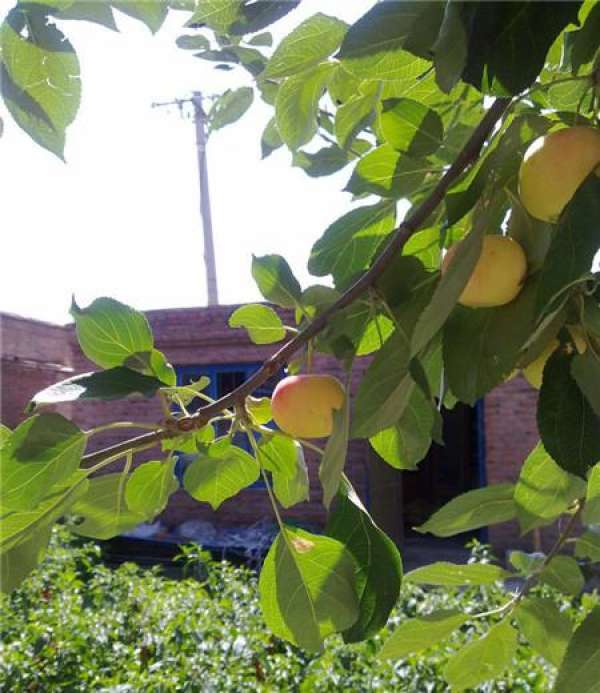 Fruit shape is different.