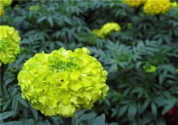 Preparation of flowers before sowing