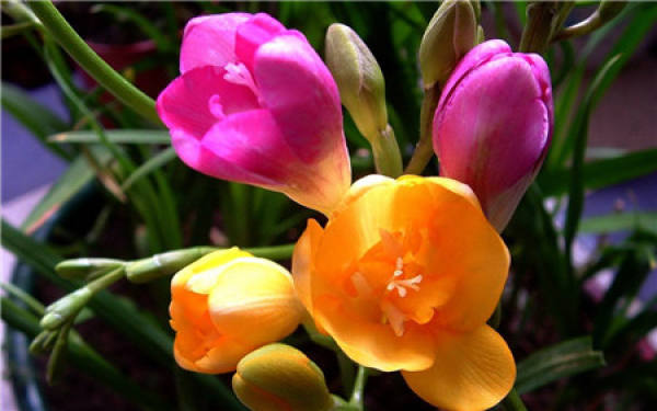 Management of flowers after sowing