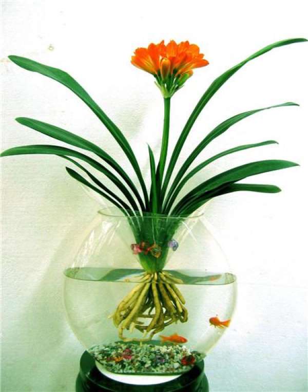 Hydroponic flowers have peculiar ornamental value.
