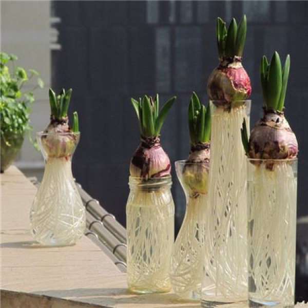 Hydroponic flowers save space.