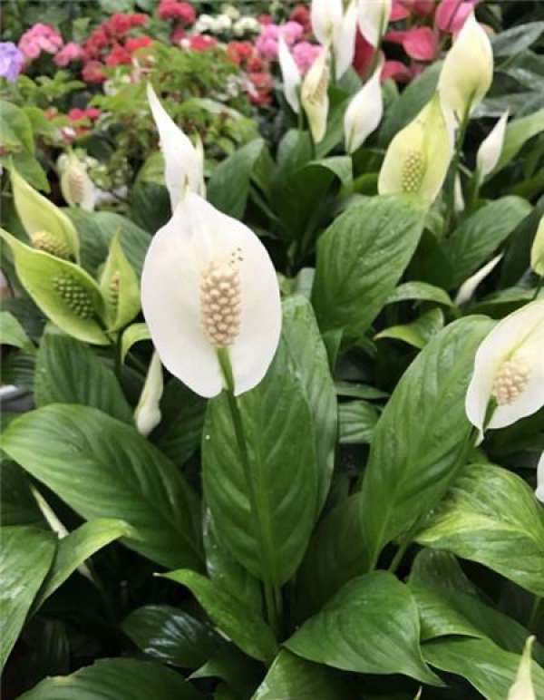 Spring flowers and plants need to adapt.