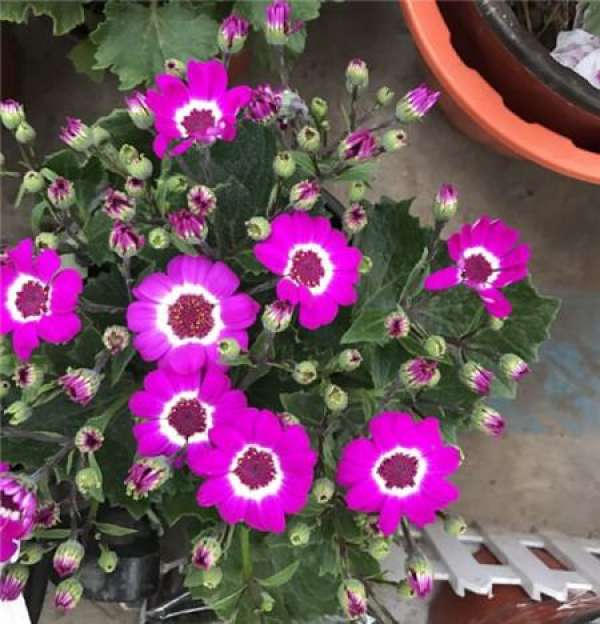 Spring flowers and plants should be potted to change the soil.