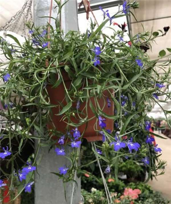 Flower and space collocation Flower and space collocation