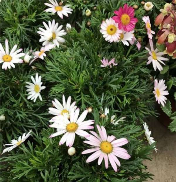 Other space and flower collocation Other space and flower collocation