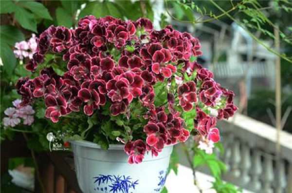 Marjorie geranium