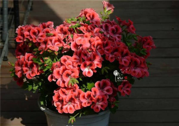 Marjorie geranium Marjorie geranium
