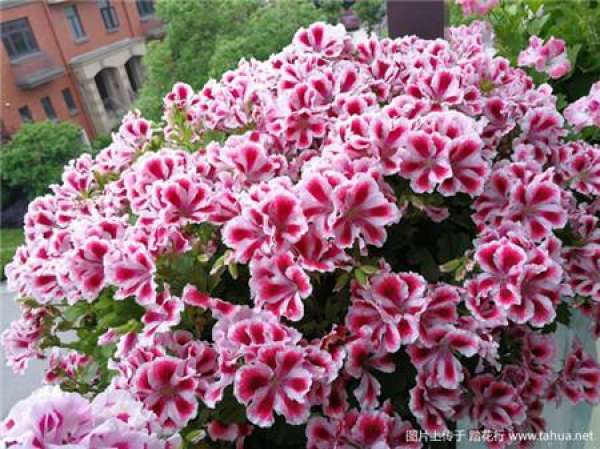 Marjorie geranium Marjorie geranium