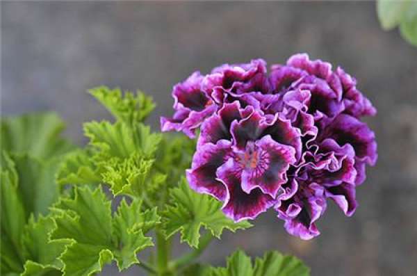 Marjorie geranium Marjorie geranium