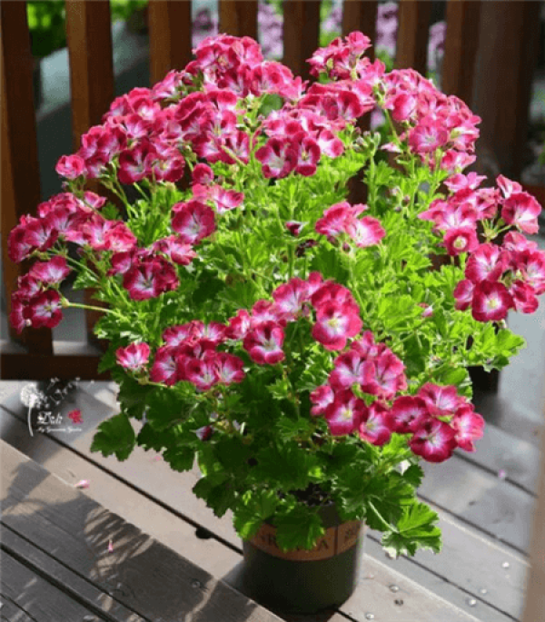 Marjorie geranium