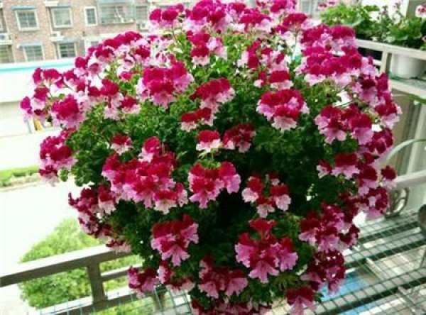 Marjorie geranium Marjorie geranium