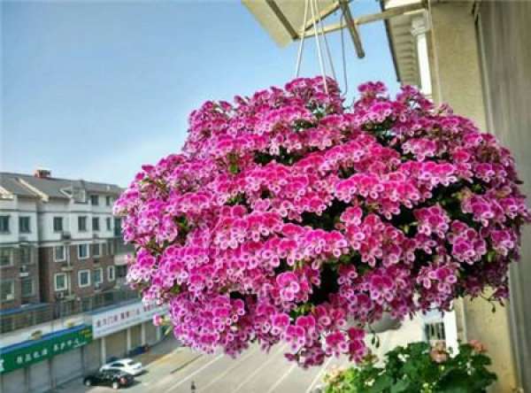 Marjorie geranium