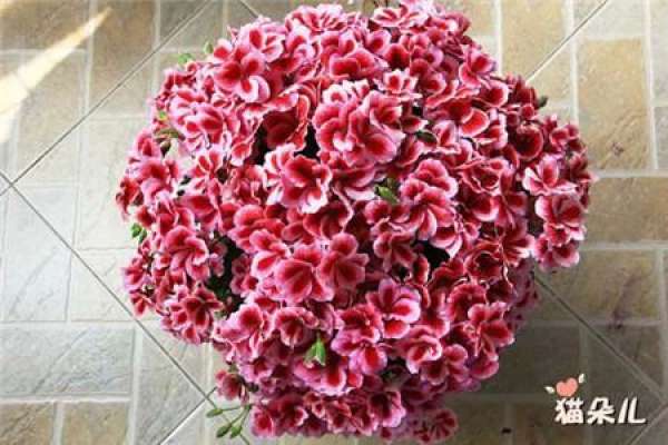Marjorie geranium Marjorie geranium