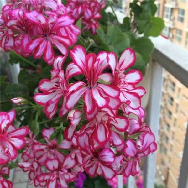 Marjorie geranium Marjorie geranium