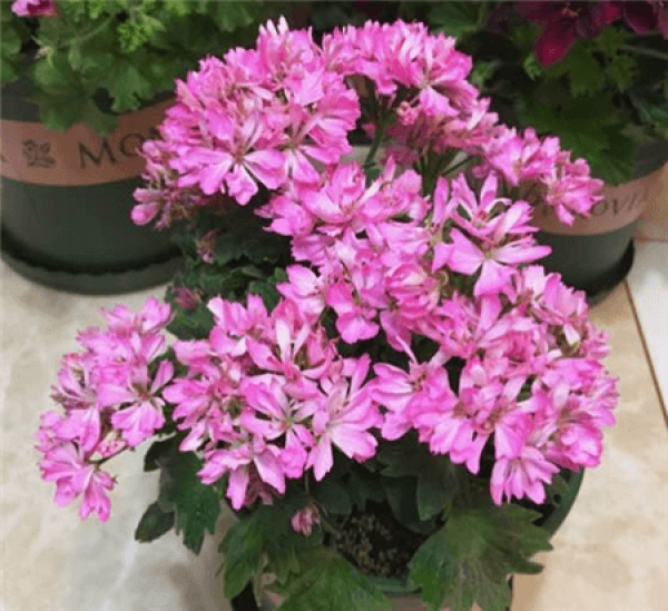Marjorie geranium