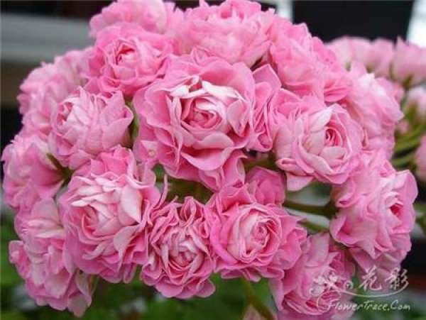 Marjorie geranium Marjorie geranium